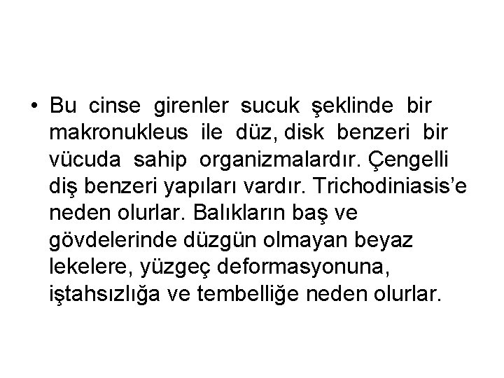  • Bu cinse girenler sucuk şeklinde bir makronukleus ile düz, disk benzeri bir