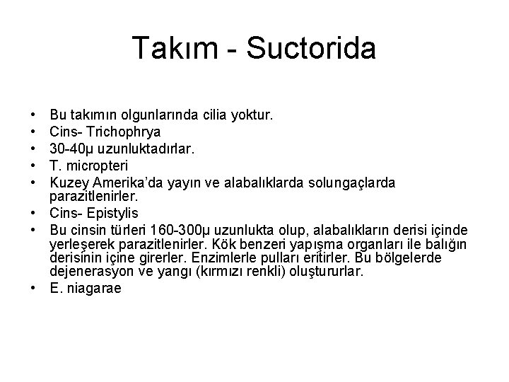 Takım - Suctorida • • • Bu takımın olgunlarında cilia yoktur. Cins- Trichophrya 30