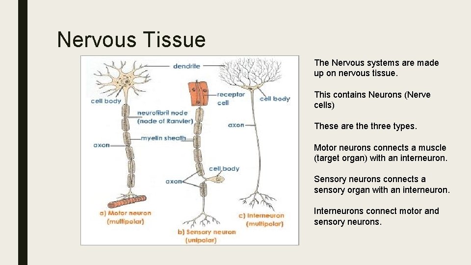 Nervous Tissue The Nervous systems are made up on nervous tissue. This contains Neurons