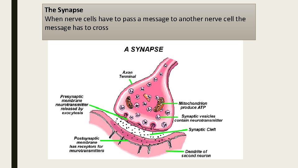 The Synapse When nerve cells have to pass a message to another nerve cell