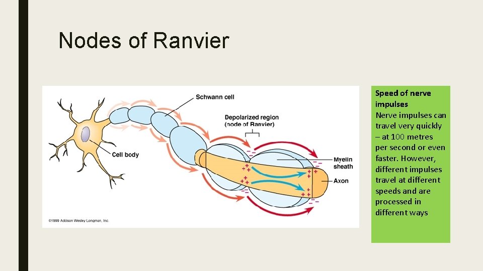 Nodes of Ranvier Speed of nerve impulses Nerve impulses can travel very quickly –