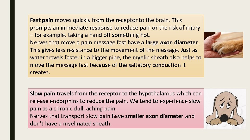 Fast pain moves quickly from the receptor to the brain. This prompts an immediate