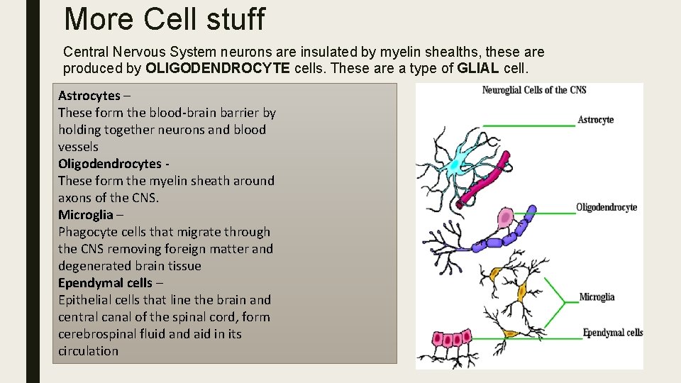 More Cell stuff Central Nervous System neurons are insulated by myelin shealths, these are