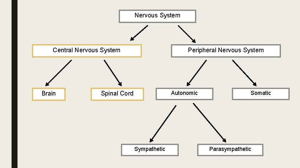 Nervous System Central Nervous System Brain Peripheral Nervous System Autonomic Spinal Cord Sympathetic Somatic