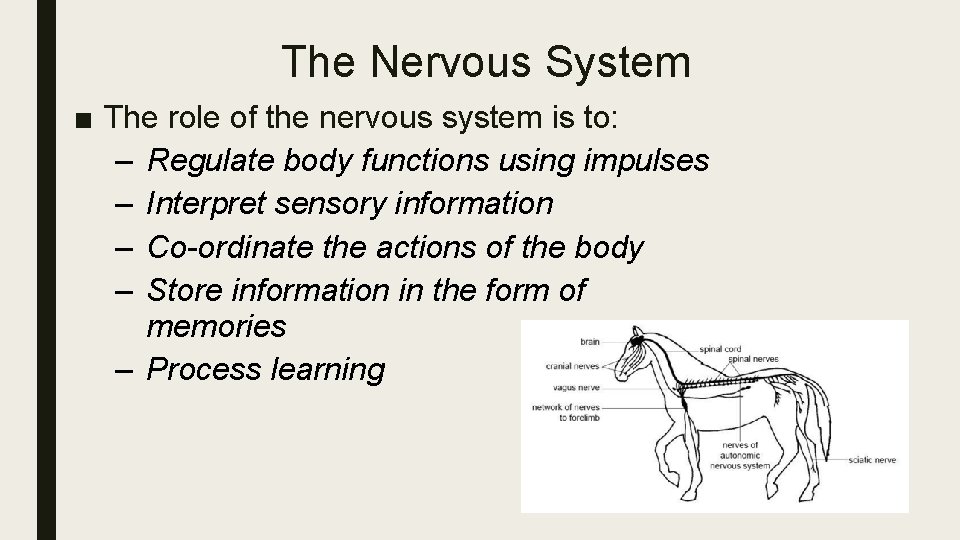 The Nervous System ■ The role of the nervous system is to: – Regulate