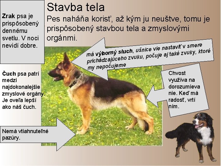 Zrak psa je prispôsobený dennému svetlu. V noci nevidí dobre. Stavba tela Pes naháňa