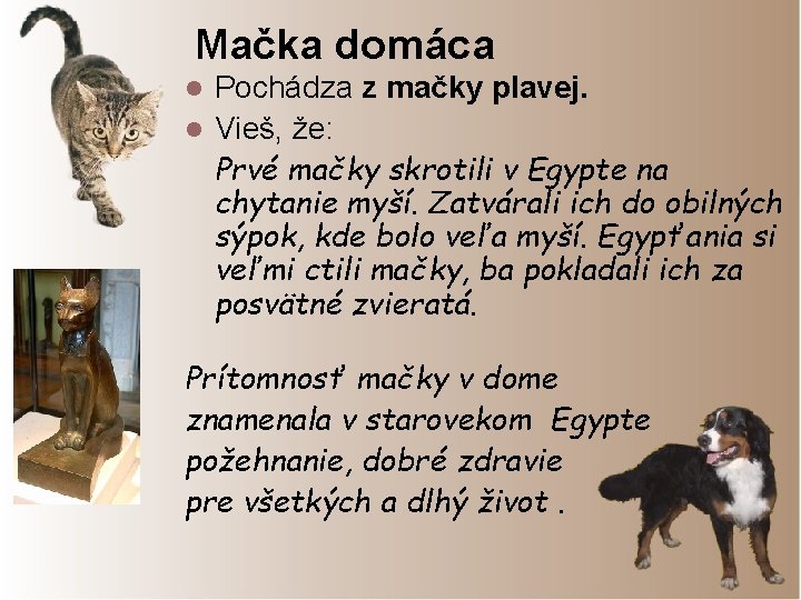 Mačka domáca Pochádza z mačky plavej. l Vieš, že: Prvé mačky skrotili v Egypte