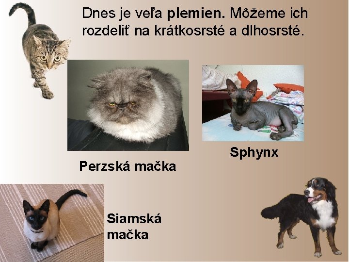 Dnes je veľa plemien. Môžeme ich rozdeliť na krátkosrsté a dlhosrsté. Perzská mačka Siamská