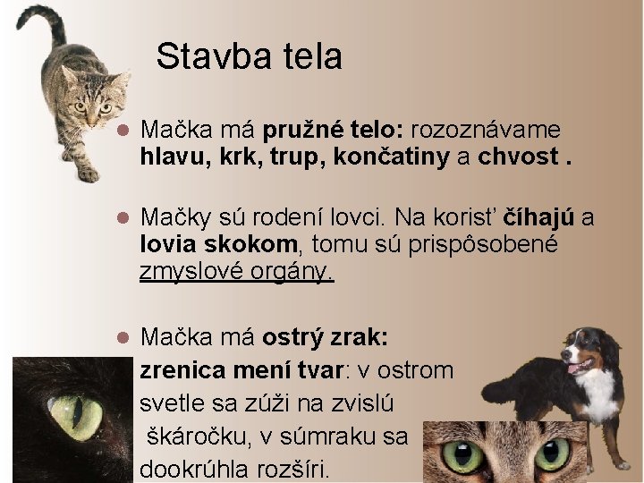 Stavba tela l Mačka má pružné telo: rozoznávame hlavu, krk, trup, končatiny a chvost.