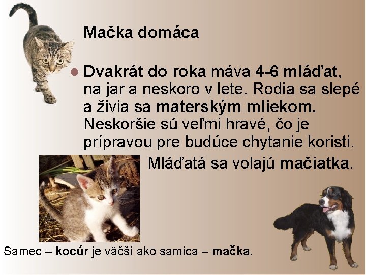 Mačka domáca l Dvakrát do roka máva 4 -6 mláďat, na jar a neskoro