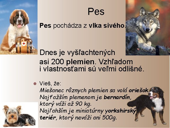 Pes l Pes pochádza z vlka sivého. Dnes je vyšľachtených asi 200 plemien. Vzhľadom