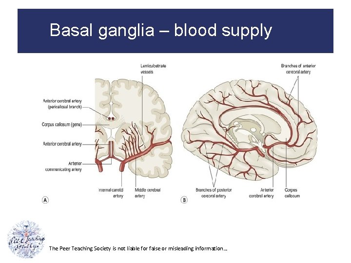 Basal ganglia – blood supply The Peer Teaching Society is not liable for false