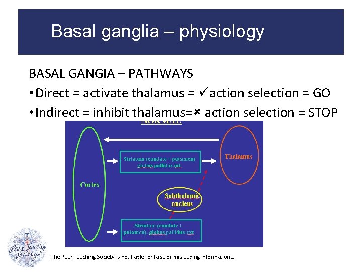 Basal ganglia – physiology BASAL GANGIA – PATHWAYS • Direct = activate thalamus =