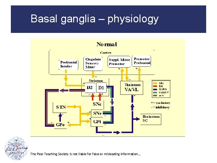 Basal ganglia – physiology The Peer Teaching Society is not liable for false or