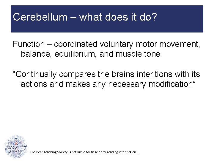 Cerebellum – what does it do? Function – coordinated voluntary motor movement, balance, equilibrium,