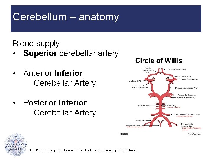 Cerebellum – anatomy Blood supply • Superior cerebellar artery • Anterior Inferior Cerebellar Artery