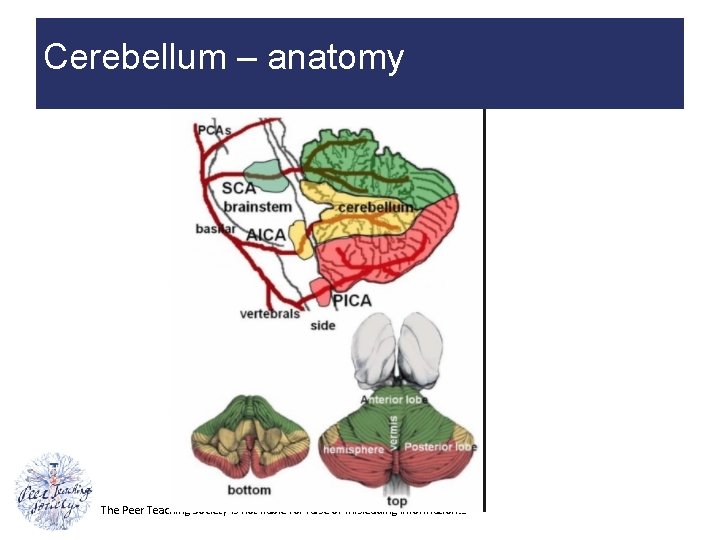 Cerebellum – anatomy The Peer Teaching Society is not liable for false or misleading