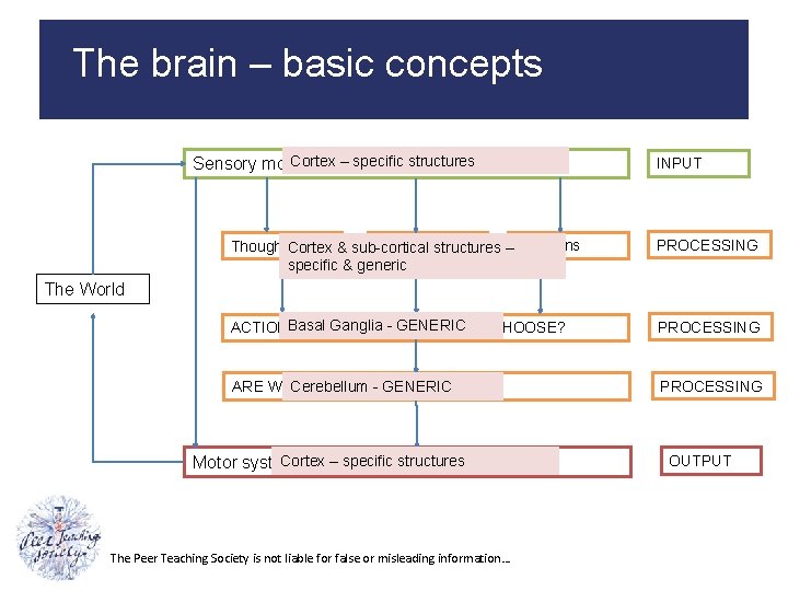 The brain – basic concepts Cortex – specific structures Sensory modalities : sight, sound,