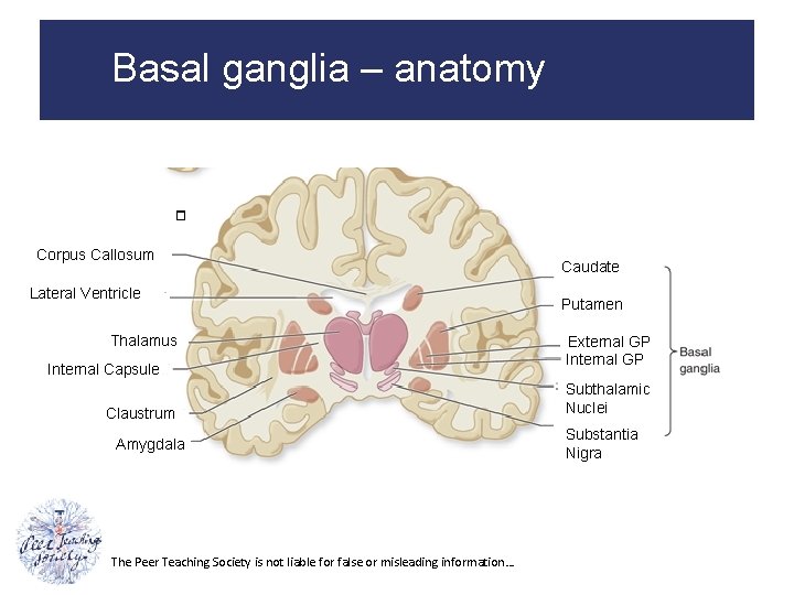 Basal ganglia – anatomy Corpus Callosum Lateral Ventricle Thalamus Internal Capsule Claustrum Amygdala The