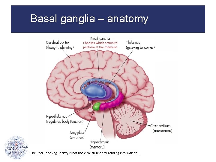 Basal ganglia – anatomy The Peer Teaching Society is not liable for false or