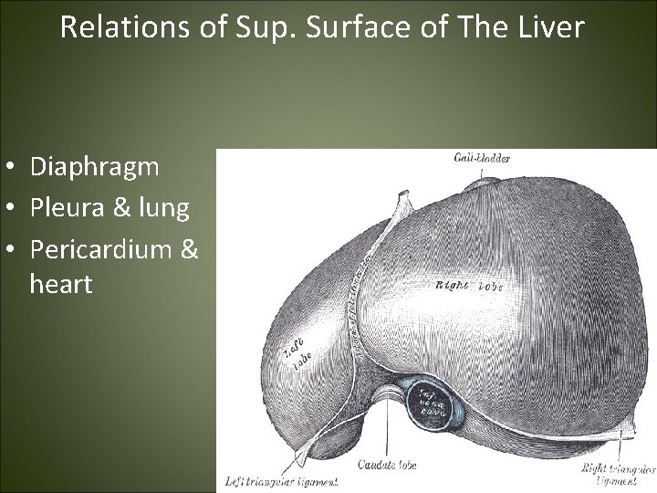 Relations of Sup. Surface of The Liver • Diaphragm • Pleura & lung •