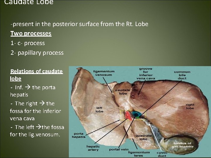 Caudate Lobe -present in the posterior surface from the Rt. Lobe Two processes 1