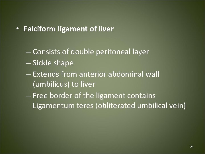  • Falciform ligament of liver – Consists of double peritoneal layer – Sickle