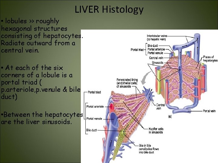 LIVER Histology • lobules >> roughly hexagonal structures consisting of hepatocytes. Radiate outward from