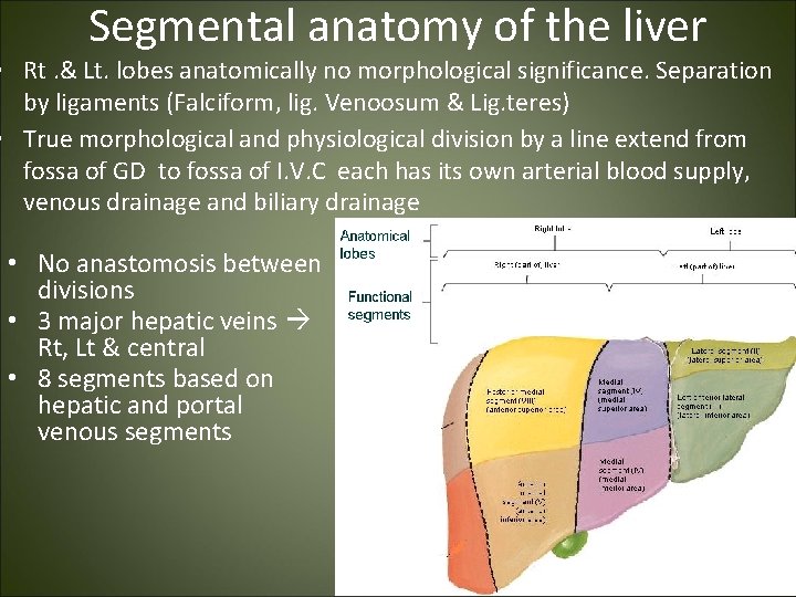 Segmental anatomy of the liver • Rt. & Lt. lobes anatomically no morphological significance.