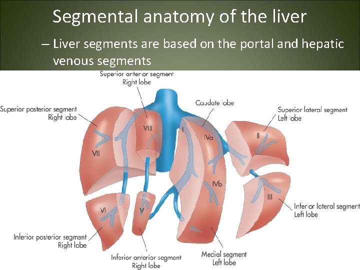 Segmental anatomy of the liver – Liver segments are based on the portal and