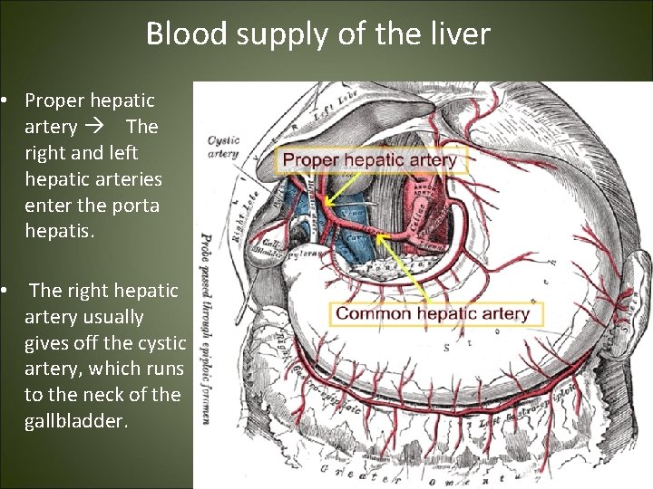 Blood supply of the liver • Proper hepatic artery The right and left hepatic