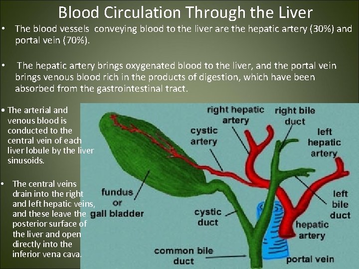 Blood Circulation Through the Liver • The blood vessels conveying blood to the liver