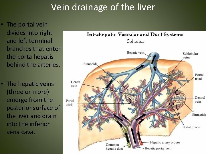 Vein drainage of the liver • The portal vein divides into right and left Vein drainage of the liver • The portal vein divides into right and left