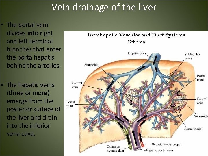 Vein drainage of the liver • The portal vein divides into right and left