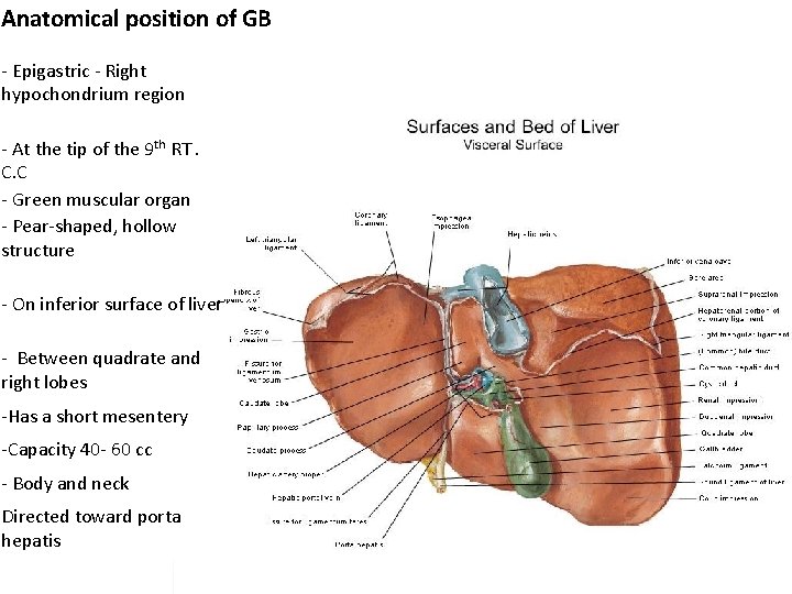 Anatomical position of GB - Epigastric - Right hypochondrium region - At the tip Anatomical position of GB - Epigastric - Right hypochondrium region - At the tip