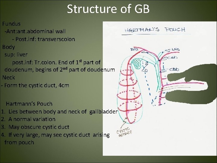 Structure of GB Fundus -Ant: ant. abdominal wall - Post. inf: transverscolon Body sup: