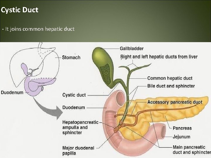 Cystic Duct - It joins common hepatic duct 