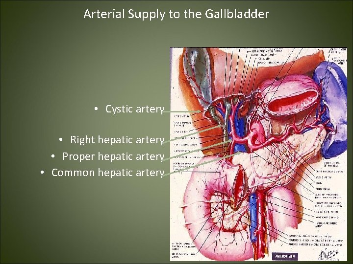 Arterial Supply to the Gallbladder • Cystic artery • Right hepatic artery • Proper Arterial Supply to the Gallbladder • Cystic artery • Right hepatic artery • Proper
