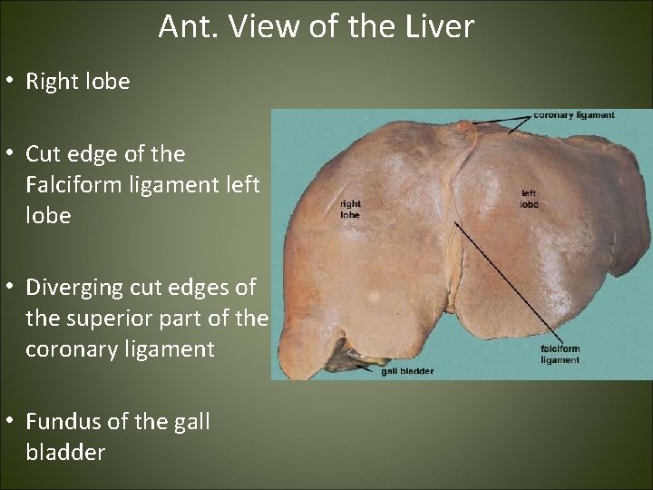 Ant. View of the Liver • Right lobe • Cut edge of the Falciform