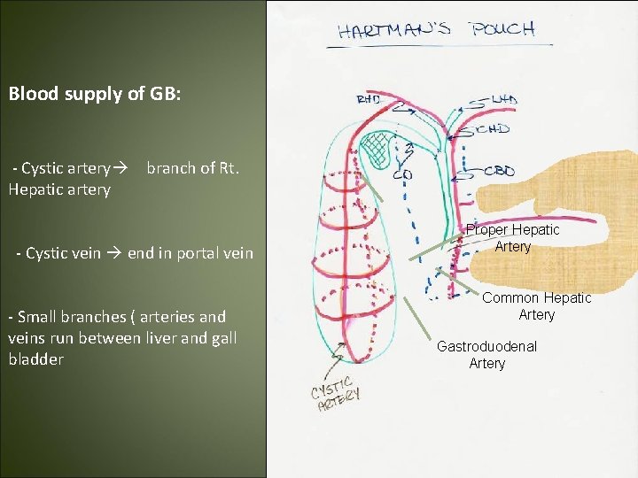 Blood supply of GB: - Cystic artery Hepatic artery branch of Rt. - Cystic