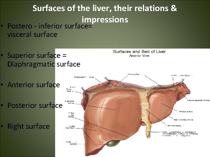 Surfaces of the liver, their relations & impressions • Postero - inferior surface= visceral