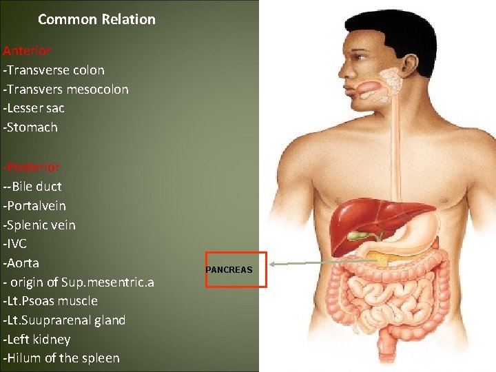 Common Relation Anterior -Transverse colon -Transvers mesocolon -Lesser sac -Stomach -Posterior --Bile duct -Portalvein