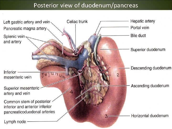 Posterior view of duodenum/pancreas 