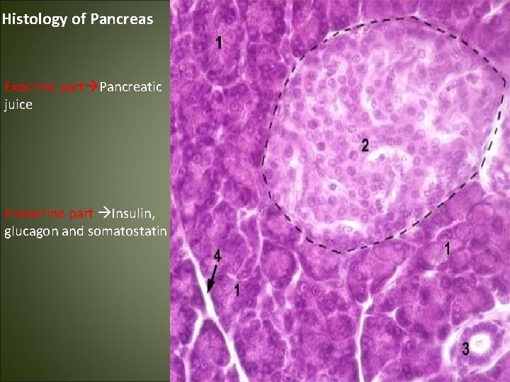 Histology of Pancreas Exocrine part Pancreatic juice Endocrine part Insulin, glucagon and somatostatin 
