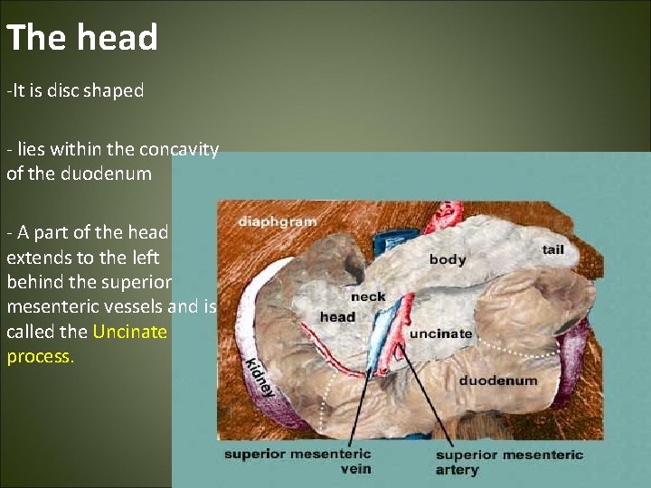 The head -It is disc shaped - lies within the concavity of the duodenum
