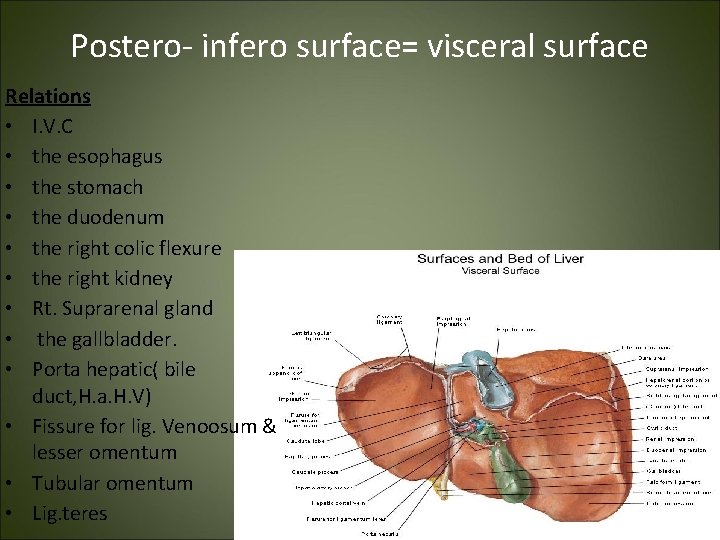 Postero- infero surface= visceral surface Relations • I. V. C • the esophagus •