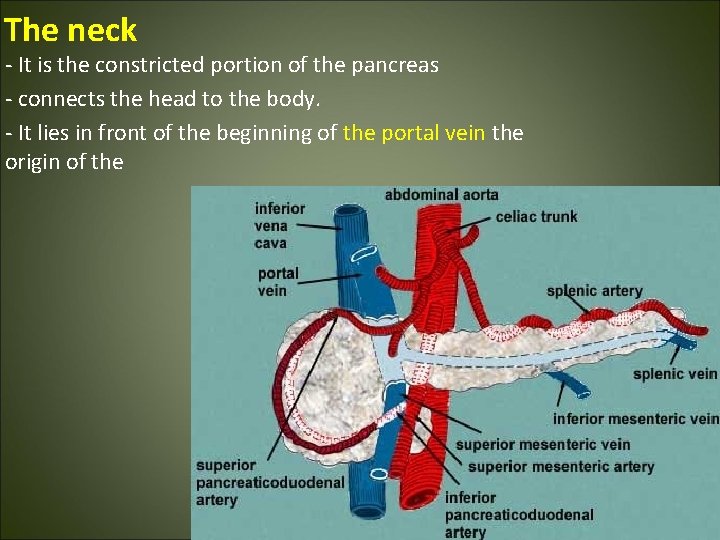 The neck - It is the constricted portion of the pancreas - connects the