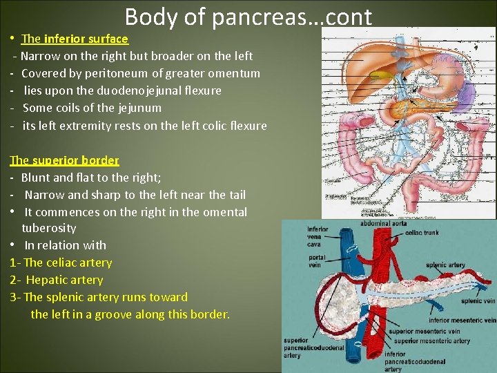Body of pancreas…cont • The inferior surface - Narrow on the right but broader