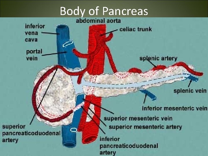 Body of Pancreas 