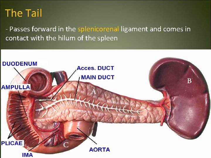 The Tail - Passes forward in the splenicorenal ligament and comes in contact with